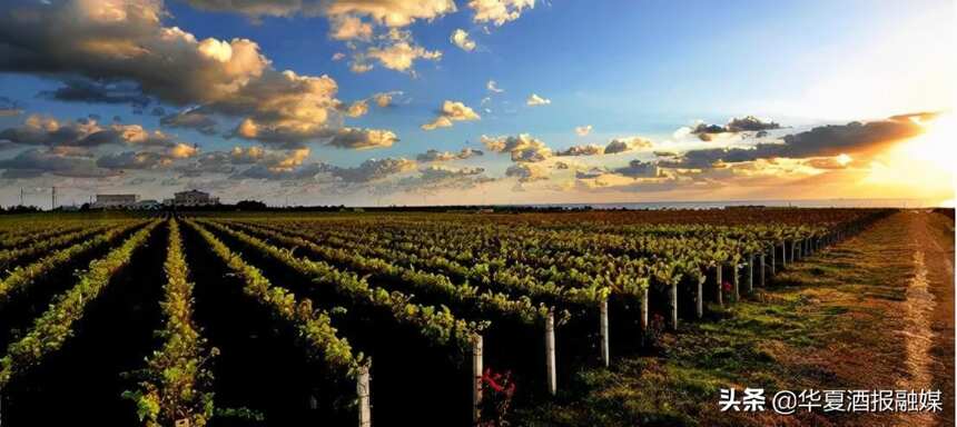 “醉美烟台 链接世界”——烟台葡萄酒产业链推介会暨2021烟台蓬莱国际葡萄酒节即将启幕