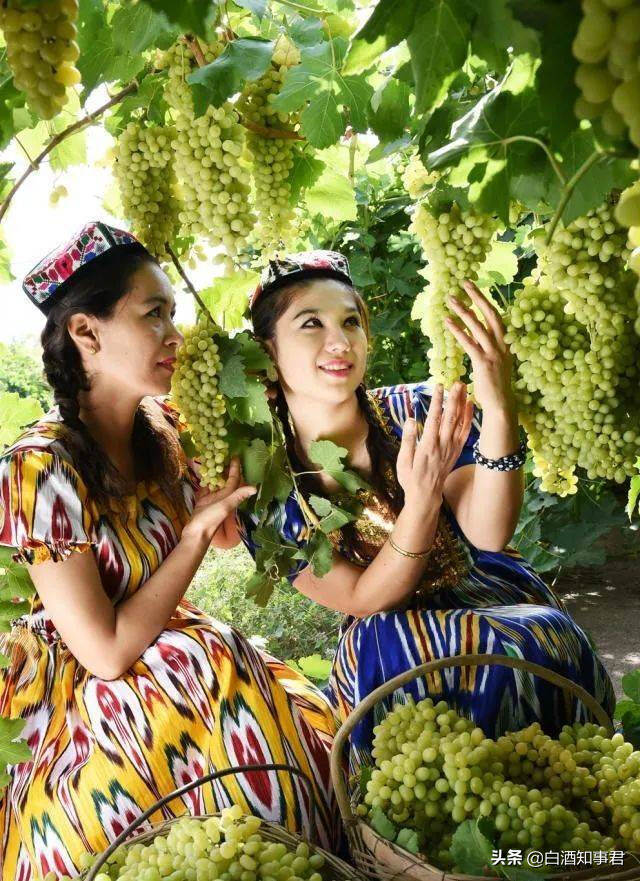 为何新疆盛产葡萄，却酿不出好“葡萄酒”？