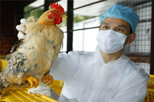 血本无归！活禽运输司机排队核检过长，新加坡上万只活鸡被憋死
