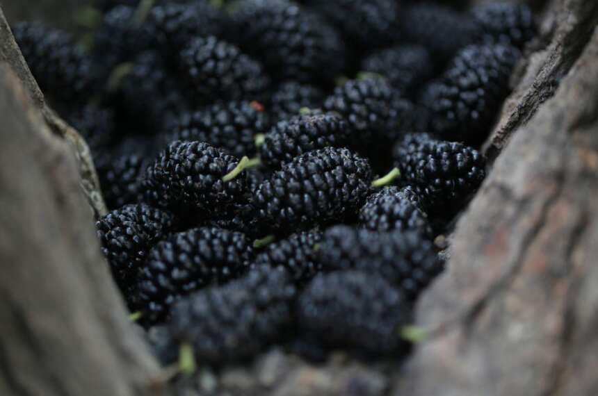 黑尚莓新品饮料——五莓酿隆重上市