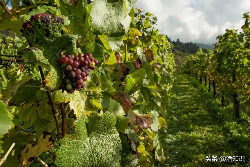 如今的葡萄酒市场上，30几元钱甚至更低的进口葡萄酒相当诱人。