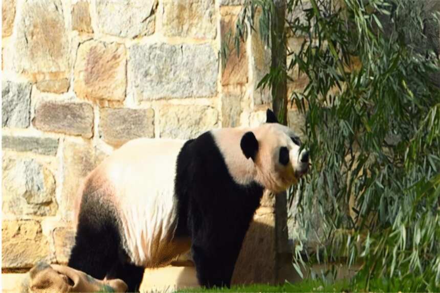 何时归？大熊猫美香留美延至2023年，引发质疑：为何不回国？