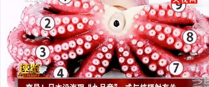 日本已经开始变异，沿海发现“九足章鱼”，专家：或与核辐射有关