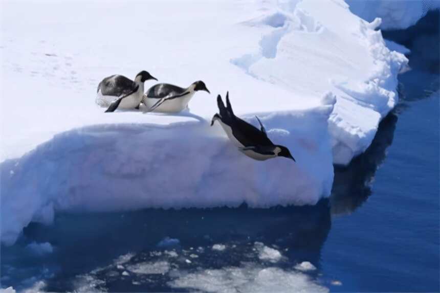 南极洲沦陷，智利军事基地多人确诊，网友：赶紧给企鹅打新冠疫苗