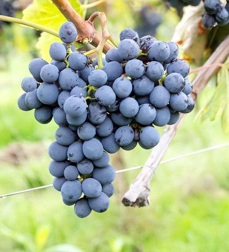 意大利五大桃红葡萄酒品种