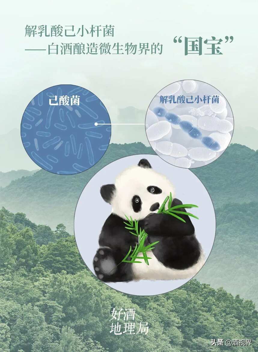 里程碑事件！徐岩团队发现白酒酿造微生物界的“大熊猫”