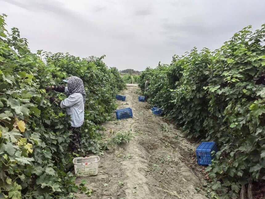 高温导致新疆部分葡萄酒产区减产20%，有酒庄原酒库存大