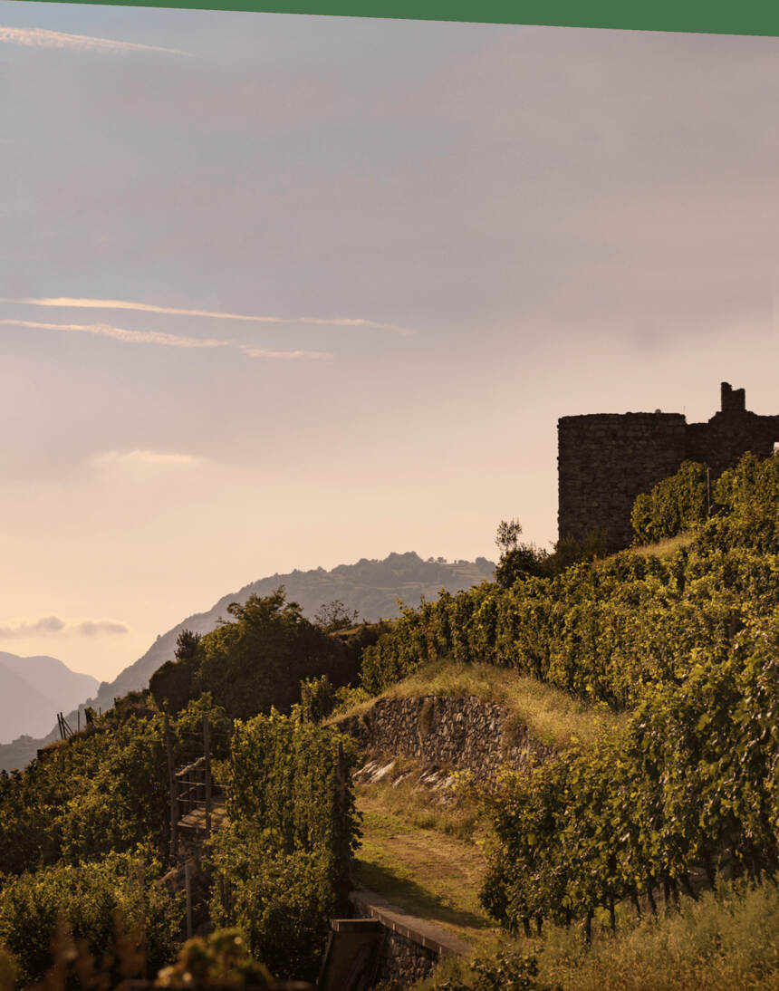 阿尔卑斯山上的内比奥罗葡萄园：瓦尔特林纳
