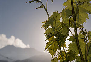 世界上最适合种植酿酒葡萄的4个地区