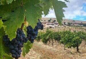 土耳其_Turkish葡萄酒产区
