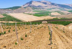 西西里岛_Sicilia葡萄酒产区