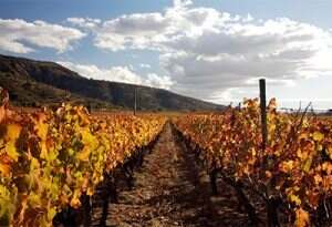 智利葡萄酒产区为何被称为酿酒师的天堂？