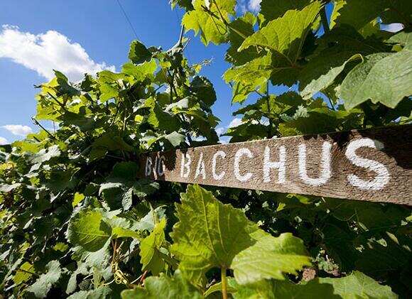 bacchus是什么葡萄酒，是巴克斯白葡萄酒源自德国但英国品质更优