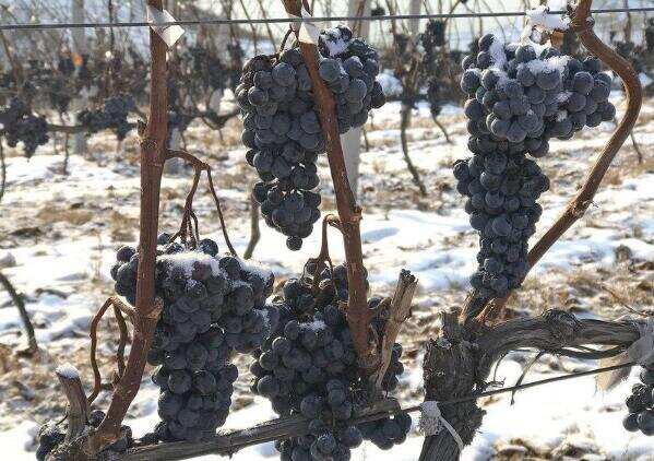 北冰红葡萄品种介绍，国产首个最适合打造高档冰酒的葡萄