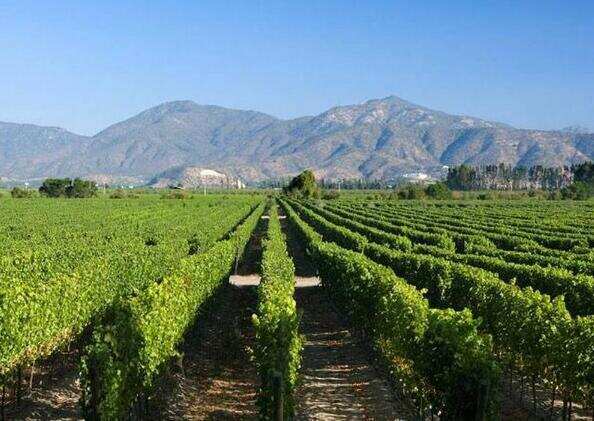 智利葡萄酒产区有4大14小，出口的葡萄酒90%都来自于中央山谷