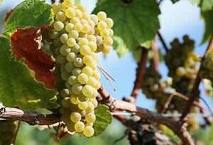 介绍4种白葡萄酒的种类，新手入门必看！