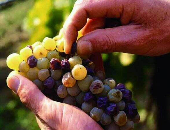 贵腐葡萄酒属于什么酒，属于顶级甜白葡萄酒酿造条件非常严苛