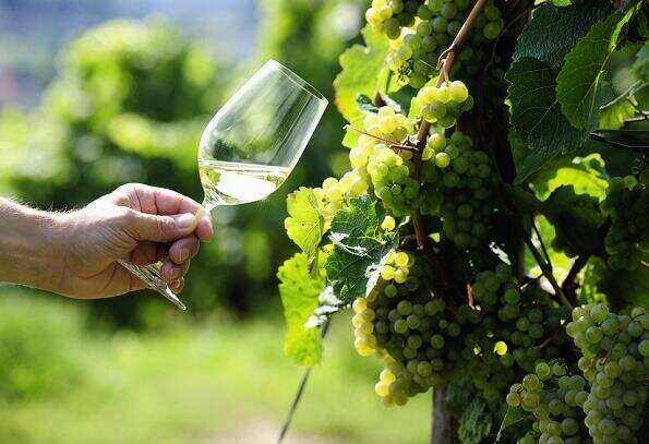 雷司令是葡萄品种还是酒品种，是最具多样性的白葡萄品种之王