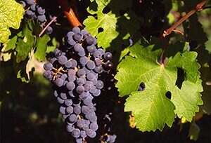 葡萄酒名称中，梅洛、西拉、赤霞珠等词缀是什么意思？
