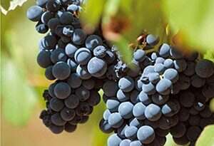 葡萄酒名称中，梅洛、西拉、赤霞珠等词缀是什么意思？