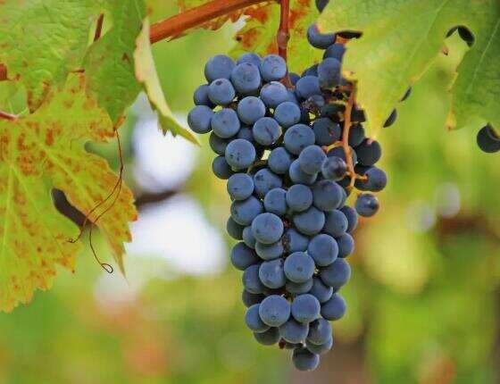 五种常见的红葡萄酒品种，赤霞珠/梅洛/西拉/黑皮诺/品丽珠