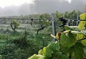 气候变化如何影响葡萄酒的质量？