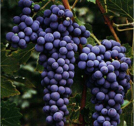 cabernet sauvignon全球种植范围最广，赤霞珠红酒最具陈年价值