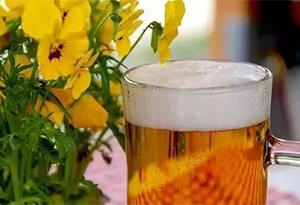 不喝的啤酒要发酵多久才能浇花？