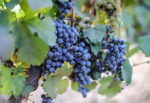 波尔多混酿红葡萄品种，法定有6种其中以赤霞珠/梅洛/品丽珠为主