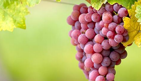最好酿酒葡萄品种，赤霞珠全种植面积高达290091公顷占6.3%