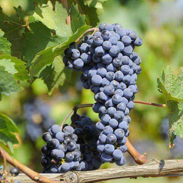 cabernet sauvignon什么意思，是最受欢迎的葡萄品种赤霞珠