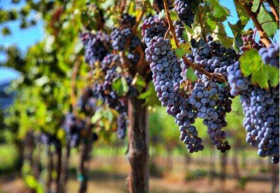 葡萄酒起源于哪个国家，源自公元前6000年的古波斯(今伊朗)