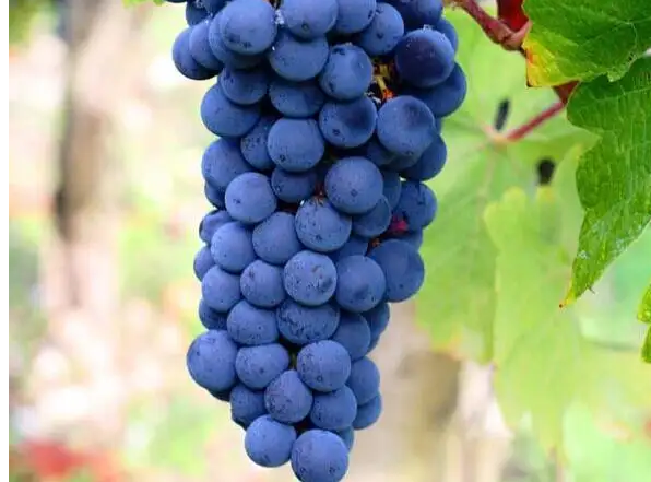 差点绝迹的佳美娜葡萄，在智利落户成为智利标志性葡萄