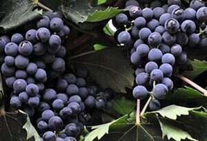 意大利7大红葡萄品种