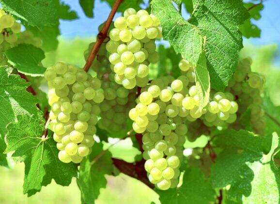 霞多丽是什么意思，是最受欢迎的酿酒白葡萄品种有百变女王之称