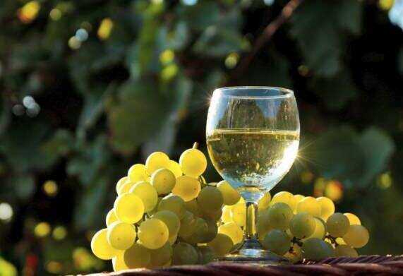 白麝香葡萄品种特点，名气最大产量最小酿出的甜酒清新易饮