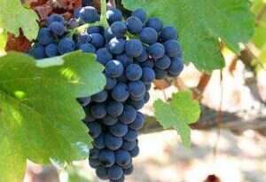 常见的红葡萄品种有哪些？