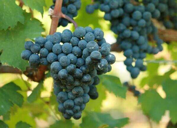 品丽珠是什么葡萄品种，起源于法国波尔多的早熟红葡萄品种