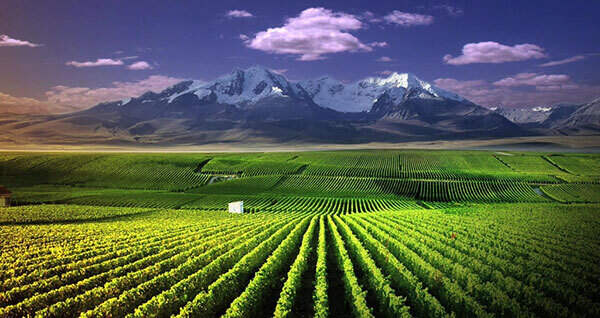 中国哪里的红酒最出名，宁夏贺兰山东麓国内外都出名最有实力
