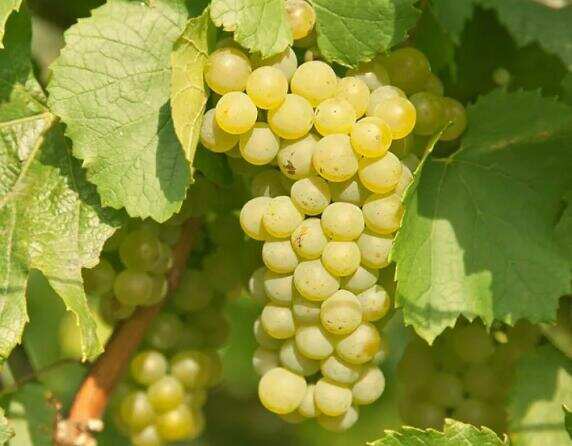 五种常见白葡萄酒品种，以雷司令/长相思/霞多丽为首风格突出