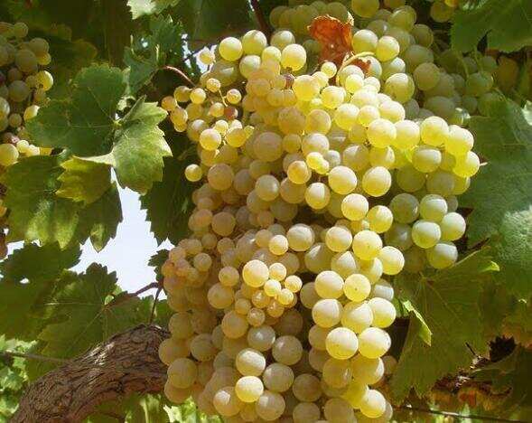 西班牙雪莉酒葡萄品种只有3种，干型雪莉只用帕罗米诺白葡萄酿制