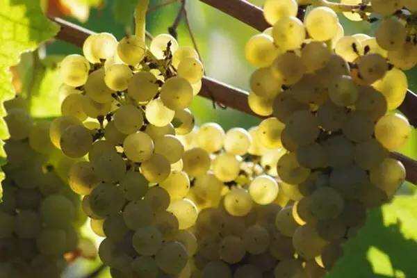 全球最香的葡萄品种麝香葡萄，酿造的麝香葡萄酒也是最醇香的
