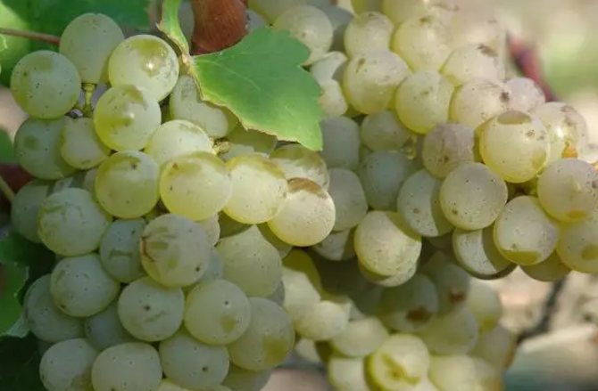 世界十大酿酒葡萄品种排名，红葡萄酒之王赤霞珠轻松登顶