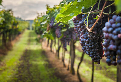 酿酒葡萄和我们平常吃的葡萄有什么不同？