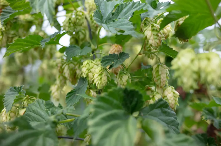 啤酒花是什么神奇植物，如今酿造啤酒必不可少