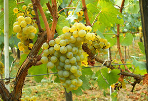 酿酒用的的葡萄打农药吗？