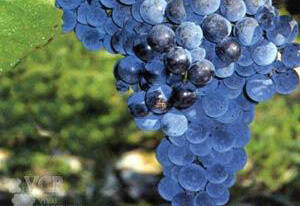 平常吃的葡萄为什么不适合酿酒？