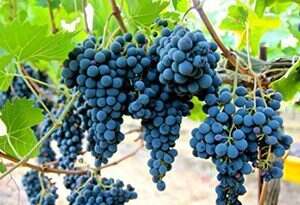 意大利7大红葡萄品种