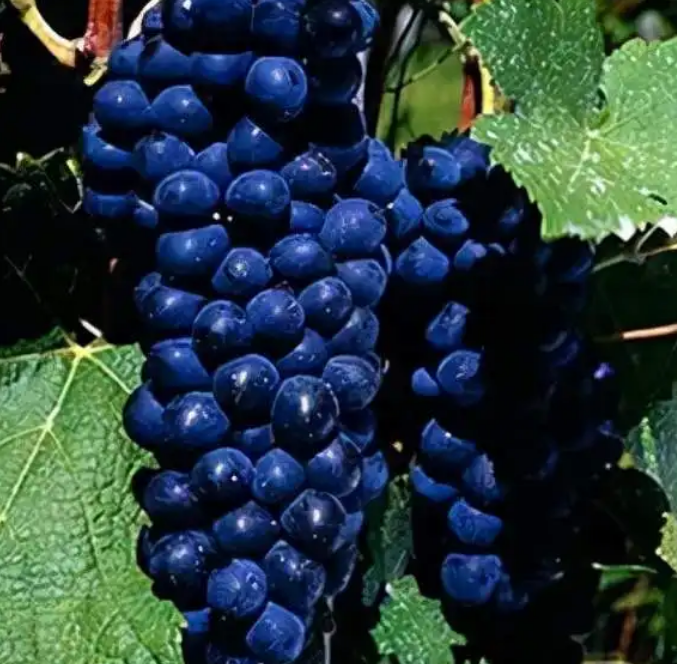 世界十大酿酒葡萄品种排名，红葡萄酒之王赤霞珠轻松登顶