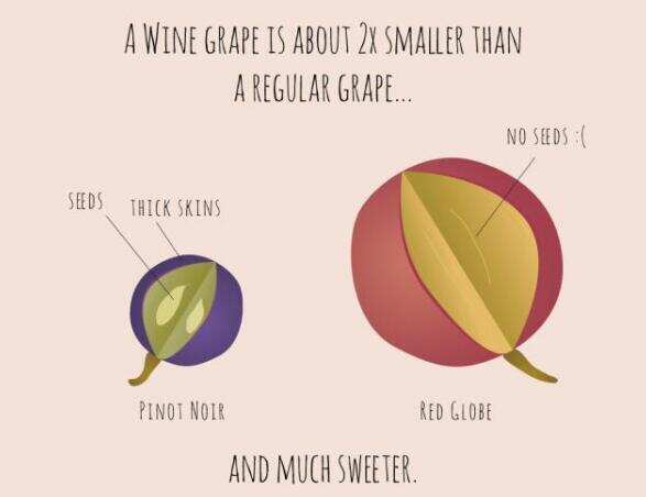 酿酒葡萄和食用葡萄的区别，酿酒葡萄体积小皮厚拥有割喉的甜度